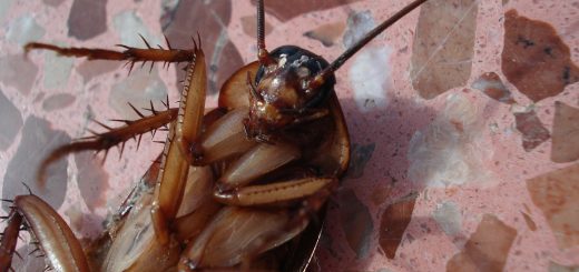Traitez efficacement les blattes et les cafards à Paris grâce à un expert